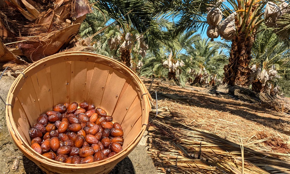 What Are The Benefits Of Dates And Why Choose Medjool?