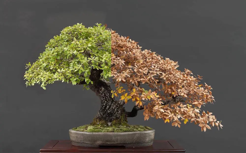 How to Revive a Bonsai & Is It Dying?