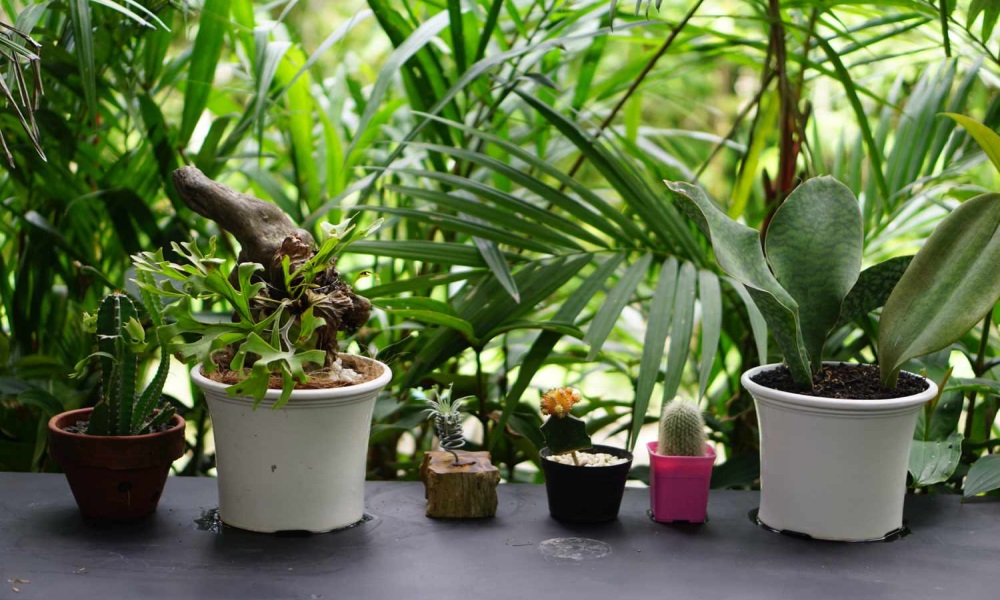 Sustainable and Stylish: Eco-Friendly Plant Container Ideas for the Conscious Gardener