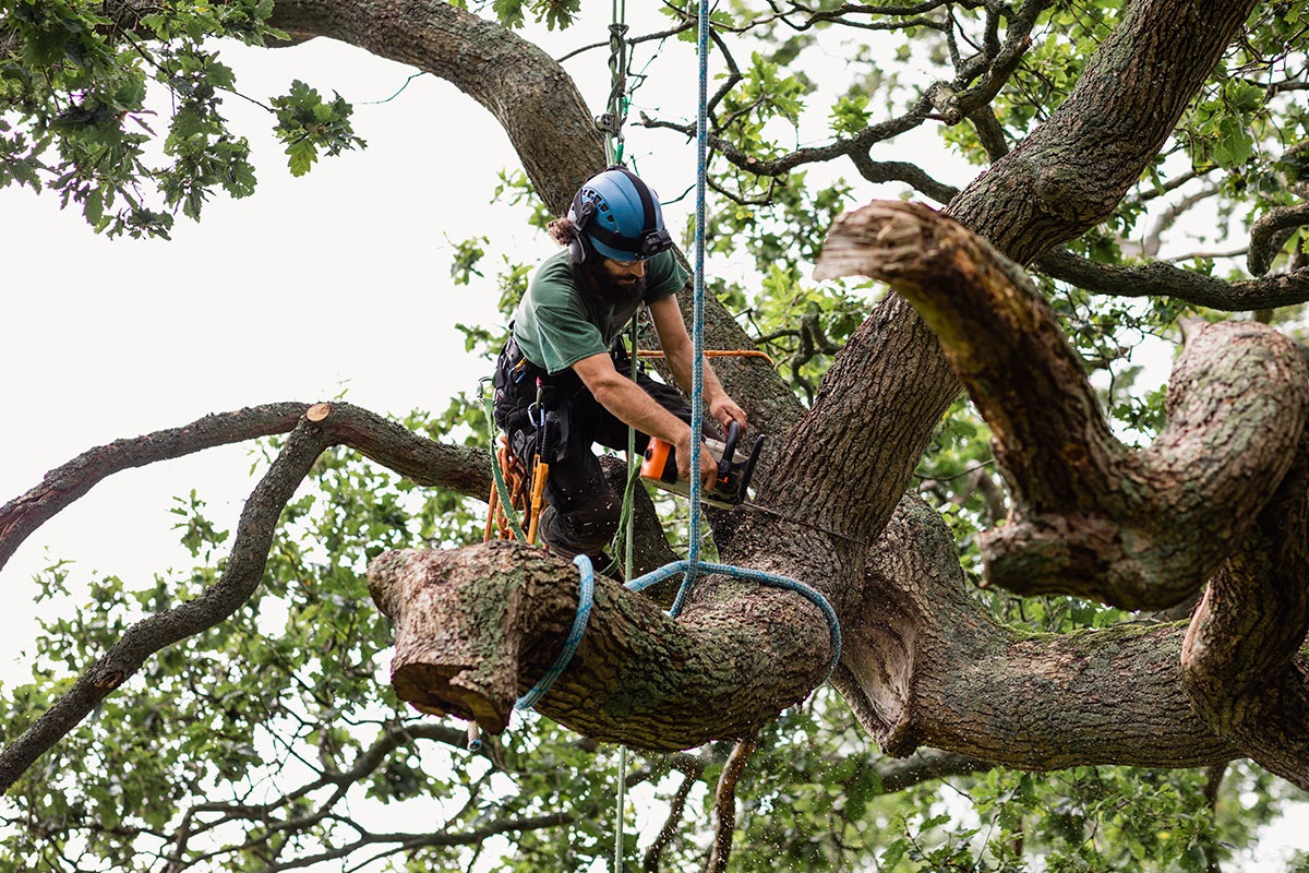 Different Types Of Tree Service In Portland