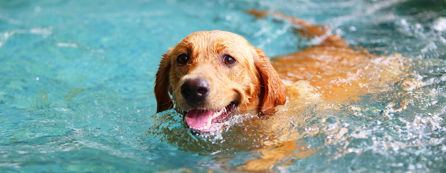 11 Steps to Teach a Puppy Scared of Water Swimming 