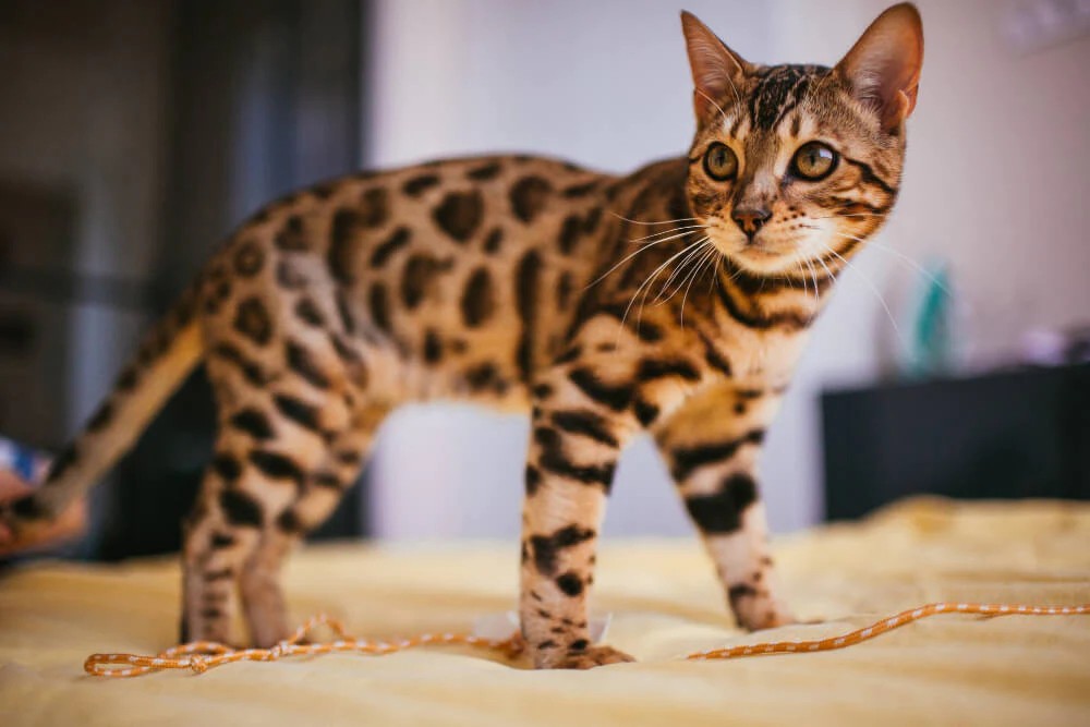 From Cat to Friend: Developing the Greatest Bond with Your Bengal Cat