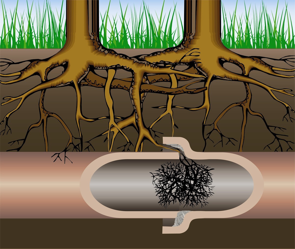 Repercussions of Tree Roots Entering Your Sewer Lines 