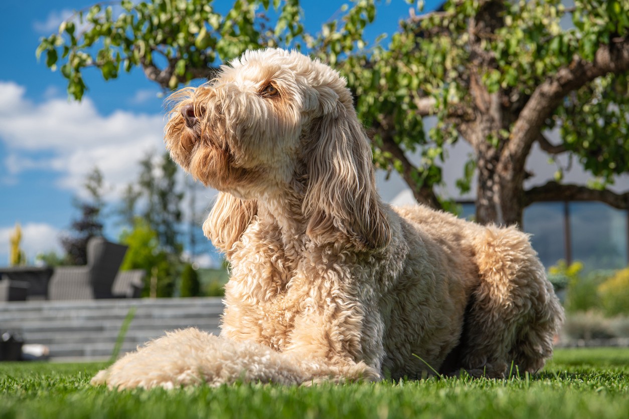 How Do You Take Care of Goldendoodles?