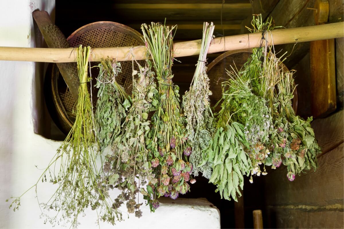 Kitchen herbs that double as natural remedies